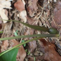 Typhonium trilobatum (L.) Schott